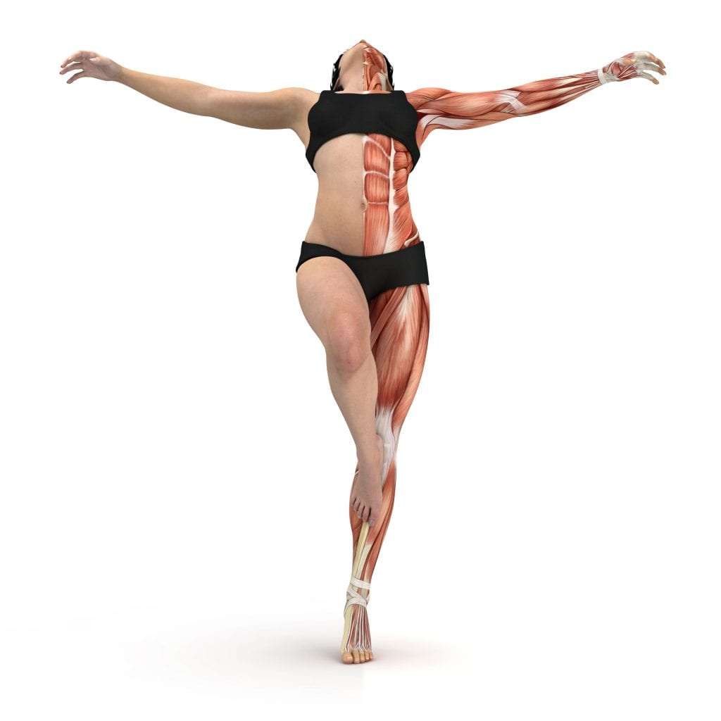 the kinetic chain allows us to move efficiently